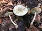 Citromgalóca (Amanita citrina), Somogy